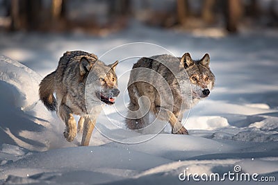 Two Running Grey Wolves On Fresh Snow. Pair Of European Wolfs. Wolf Grin Stock Photo