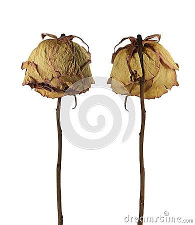 Two sad dried dead roses isolated on white background Stock Photo