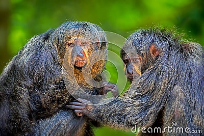 Two Saki Monkeys Stock Photo