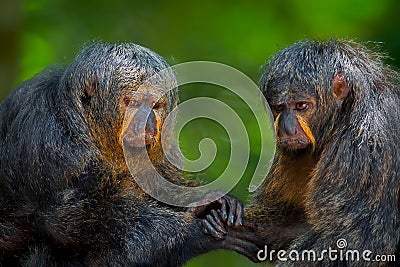 Two Saki Monkeys Stock Photo