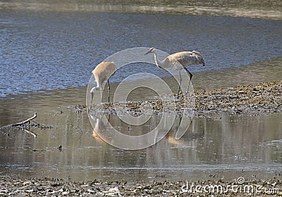 Two Sandhill Cranes Foraging For Breakfast Stock Photo