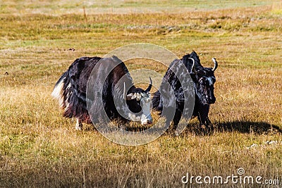 Two sarlyks domesticated yaks graze in the autumn steppe Stock Photo