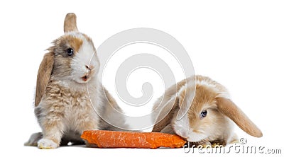 Two Satin Mini Lop rabbits eating a carrot, isolated Stock Photo