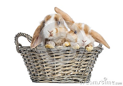 Two Satin Mini Lop rabbits in a wicker basket, isolated Stock Photo