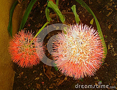 Two Scadoxus Multiflorus Haemanthus Multiflorus, Blood Lily Flowers Stock Photo