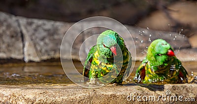 Two scaley breasted lorikeets taking a bath Stock Photo