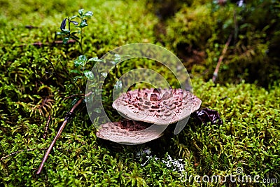 Two scaly tooth fungus mushrooms Stock Photo