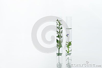 Two scientific glass test tube with green plant and purple flower in cosmetic medical laboratory white background Stock Photo