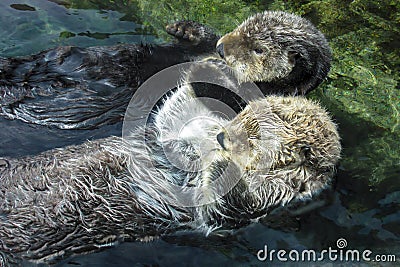 Two Sea Otters Holding Paws and Floating on Backs Stock Photo