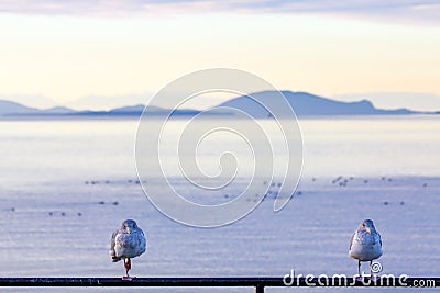 Two seabirds face camera infront of islands and the sea Stock Photo