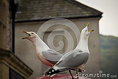 Two seagull birds chirping opposite to each other Stock Photo