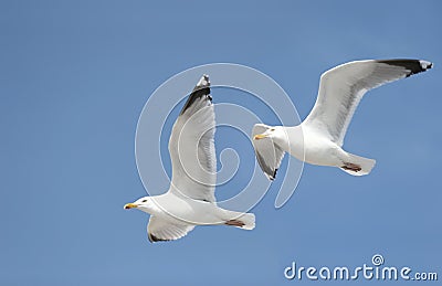 Two seagulls Stock Photo