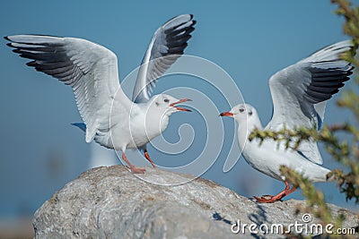 Two Seagulls challenge Stock Photo