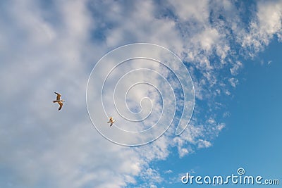 Two seagulls flying against the background of clouds towards the blue sky. A symbol of freedom and love. Copy space Stock Photo
