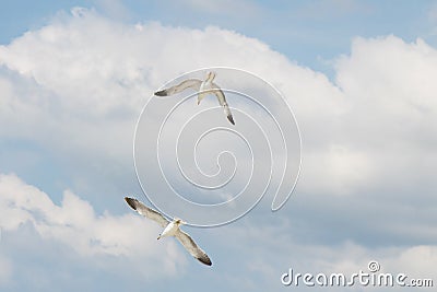 Two seagulls flying in the brigh blue sky with white clouds Stock Photo