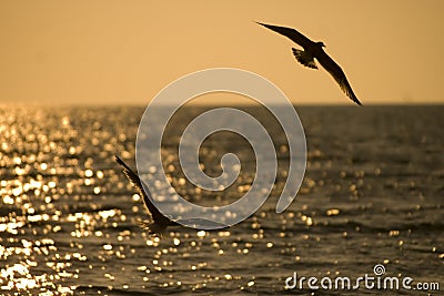 Two seagulls Stock Photo