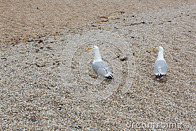 Two seagulls, Laridae, walk on stone beach Stock Photo