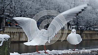 Two seagulls in love at Zurich Stock Photo