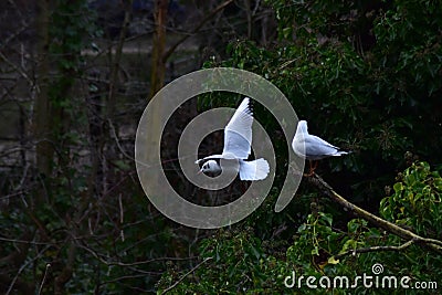 Two seagulls over a pond Stock Photo