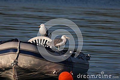 Seagulls perched on a boat and swaying on the waves Stock Photo