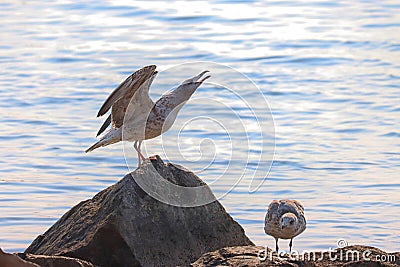 Gulls love quarrel Stock Photo