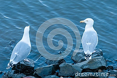 Two seagulls, seemingly talking to each other. Stock Photo