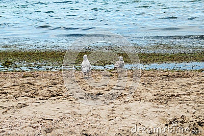 Two seagulls stand on the shore of the dirty Black Sea in Zaliznyi Port Ukraine - back view. Seabirds look at green algae on the Stock Photo