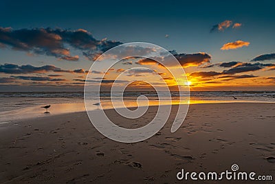 Two seagulls are walking over the sandy beach in the orange sunset light. Stock Photo