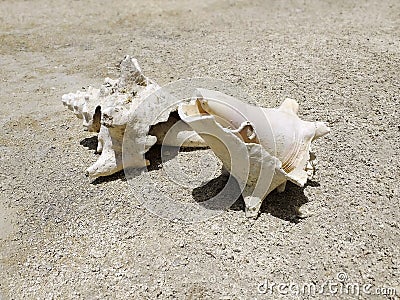 Two seashells, fossil shells on the beach. Beautiful broken conch shell laying in the sand. Caribbean landscape Stock Photo