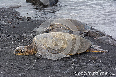 Two seaturtles on the Black Sand Beach, Hawaii Stock Photo