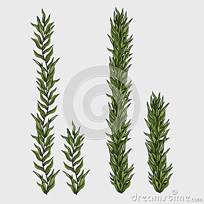 Two seaweed, classic underwater grass Vector Illustration