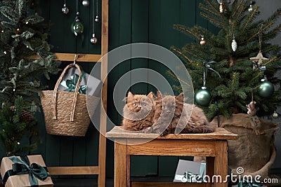 Two serene Scottish kittens sit side by side, enveloped in festive cheer, with a softly lit Christmas tree Stock Photo