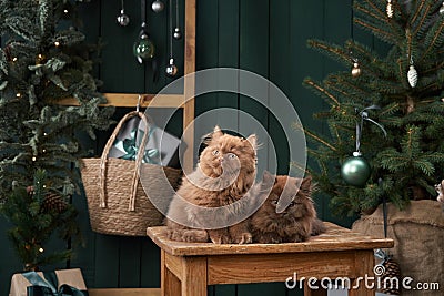 Two serene Scottish kittens sit side by side, enveloped in festive cheer, with a softly lit Christmas tree Stock Photo