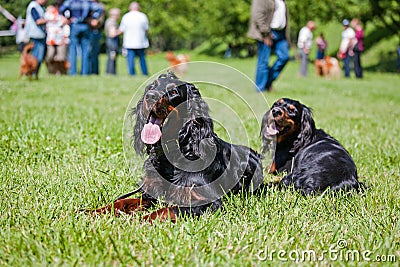 Two setter gordon are lying on the lawn. Stock Photo