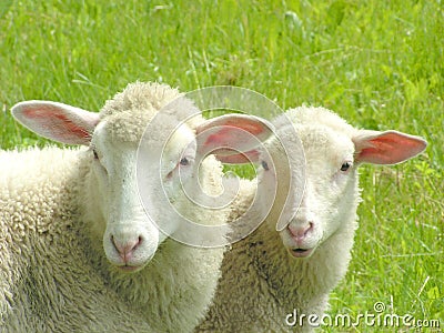 Two sheep Stock Photo