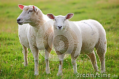 Two sheep Stock Photo