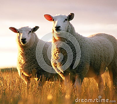 Two Sheep Stock Photo