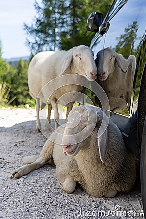 Two sheep in the car shade Stock Photo