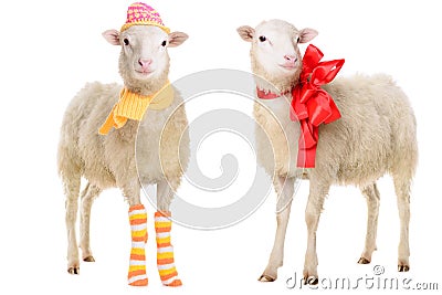 Two Sheep in Christmas clothes Stock Photo