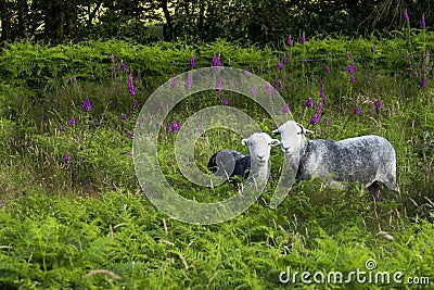 Two Sheep in the ferns, Cumbria, England Stock Photo