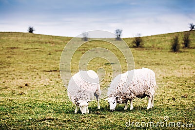 Two sheep on green meadow eating grass Stock Photo