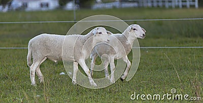 Two sheep lambs walking the fance Stock Photo