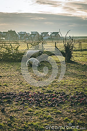 Two sheep laying in the grass during the winter Stock Photo