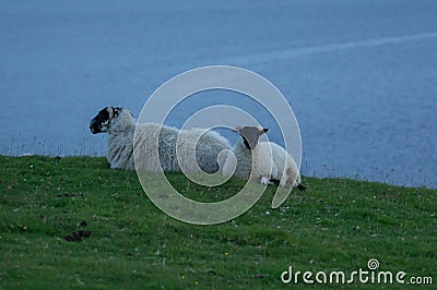 Two sheep Stock Photo