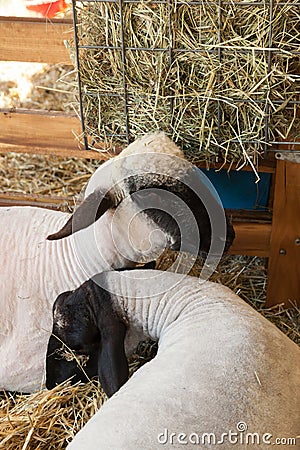 Sheep at Farm Fair Stock Photo