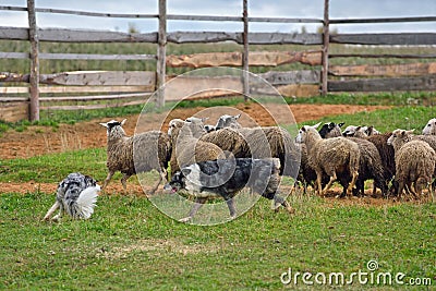 Two Sheepdogs working Stock Photo