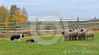 Two Sheepdogs working Stock Photo