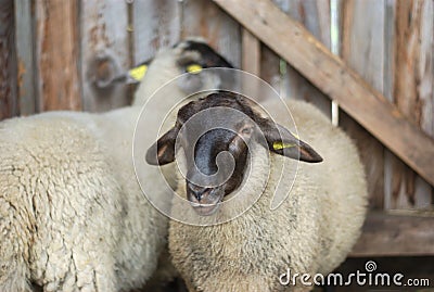 Two sheeps in barn black head white fur Stock Photo