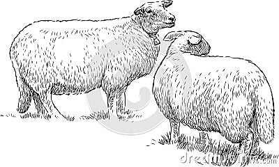 Two sheeps on the pasture Vector Illustration