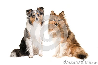 Two shetland sheepdogs in different colors Stock Photo